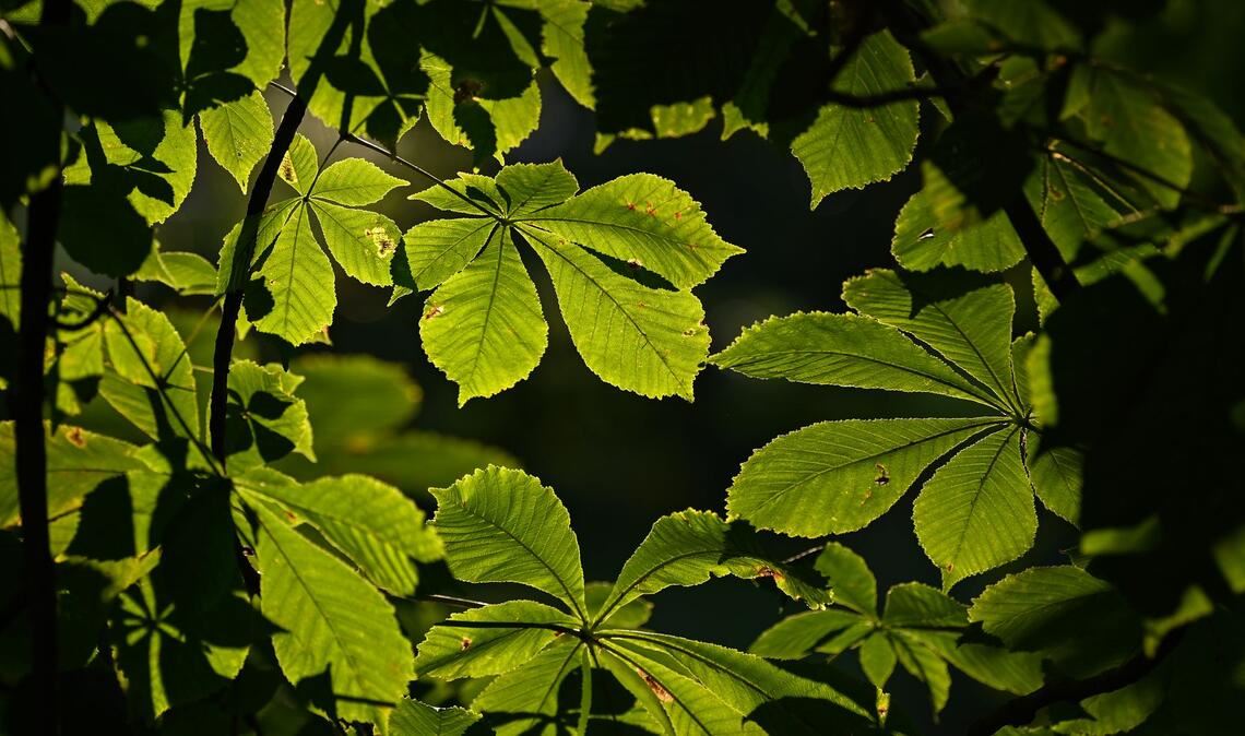 Kastanienbäume haben meist große Kronen, die viel Schatten spenden. (Symbolbild)