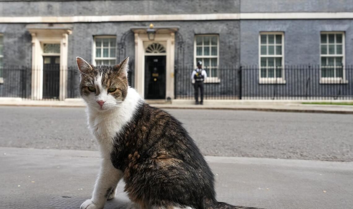 Kater Larry, "Oberster britischer Mäusejäger", sitzt nach den Kommunalwahlen gegenüber von Downing Street 10 in London.