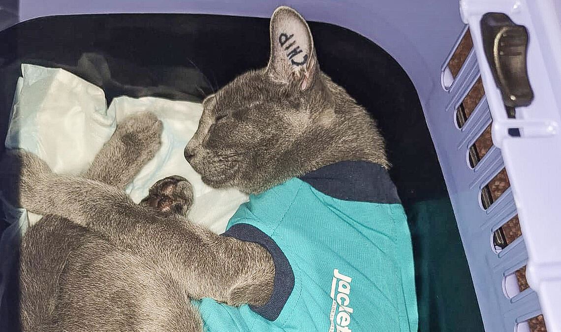 Kater Milan muss nach einer Prügelattacke oft zum Tierarzt. Foto: privat