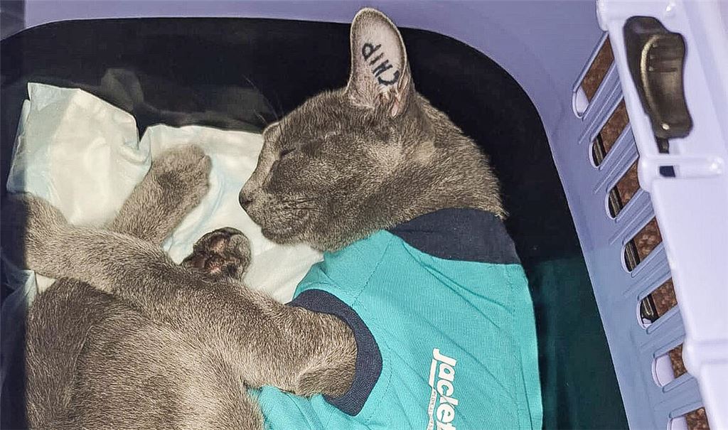 Kater Milan muss nach einer Prügelattacke oft zum Tierarzt. Foto: privat