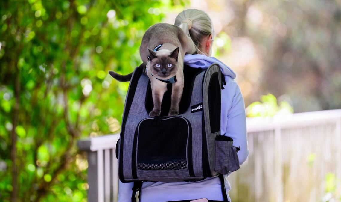 Kater "Pumpkin" wird von seinem "Frauchen" im nidersächschen Laatzen auf einem Rucksack spazieren getragen. Die sonst im Haus gehaltene Katze kann so ein bisschen Frischluft schnuppern.