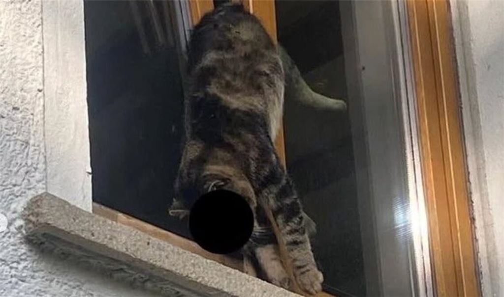 Katze "Simba" kam in Reutlingen in einem Fenster ums Leben. 