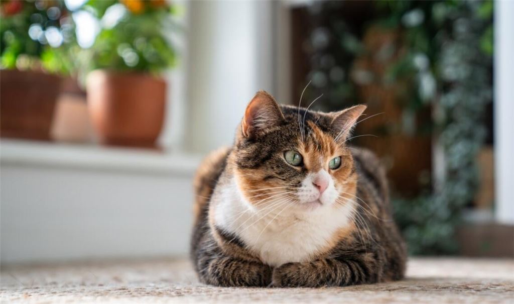 Katzen können Schmerzen erstaunlich gut verbergen.