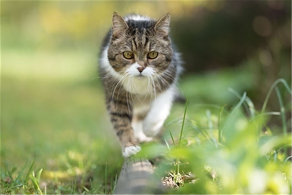 Katzenschutzverordnungen sollen der unkontrollierten Vermehrung und dem Leid von Streunern ohne festes Zuhause entgegenwirken. Foto: Adobe Stock/Furry Fritz