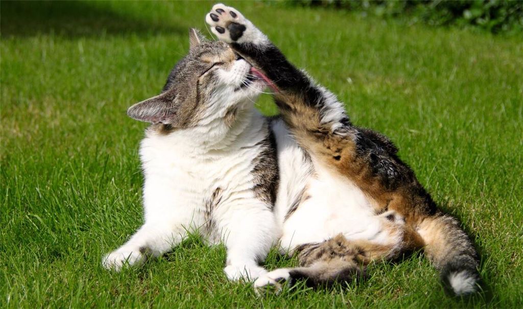 Katzenwäsche ist harte Arbeit: Drei Quadratmeter Fell sind täglich zu putzen.