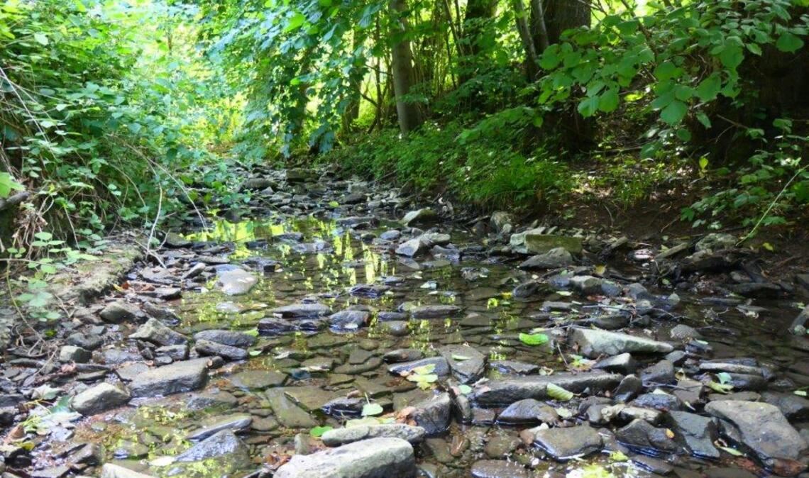 Kaum noch Wasser führt der Kirnbach oberhalb der L1125 zwischen Niefern und Öschelbronn. Foto: Umweltamt Enzkreis
