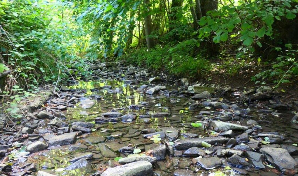 Kaum noch Wasser führt der Kirnbach oberhalb der L1125 zwischen Niefern und Öschelbronn. Foto: Umweltamt Enzkreis