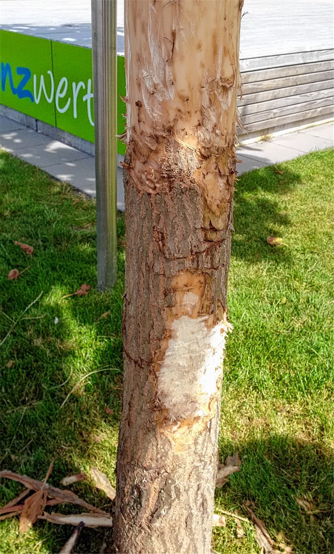 Dreister Frevel am Blauglockenbaum