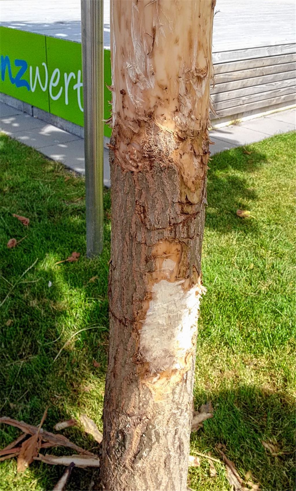 Dreister Frevel am Blauglockenbaum