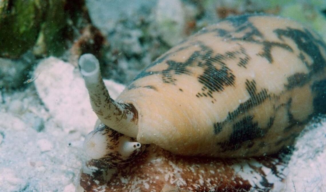 Kegelschnecke (Condiae): Diese wunderschönen Meerestiere leben in tropischen Gewässern. Immer wieder sterben Taucher, die nach den zauberhaften Wesen greifen. Schon wenige Tropfen des Gifts reichen aus, um bis zu 20 Menschen zu töten. Der Hautkontakt führt zu extrem starken Schmerzen, Muskellähmung sowie Seh- und Atemstörungen.