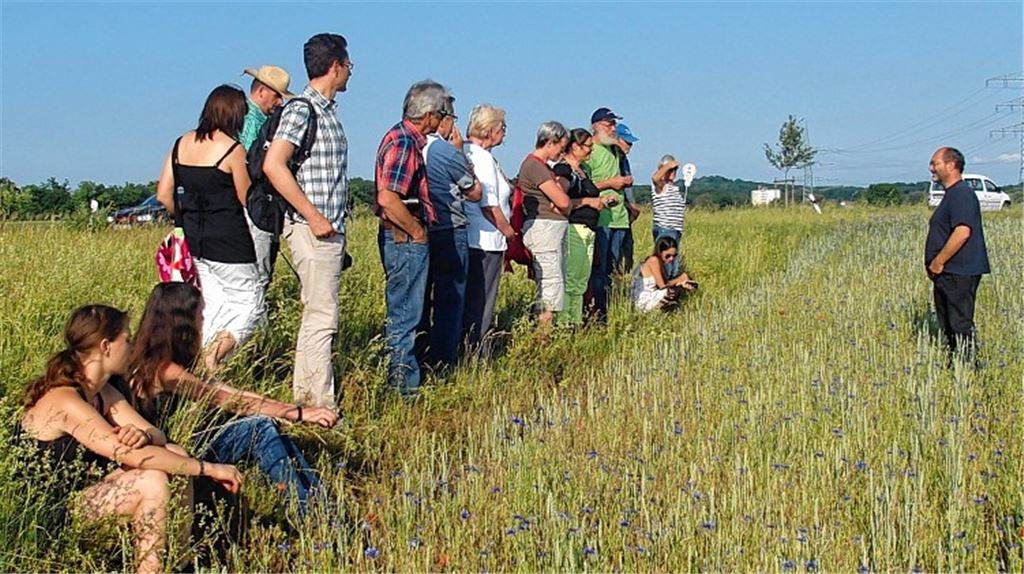 Initiative fördert Saat von Ackerwildkräutern
