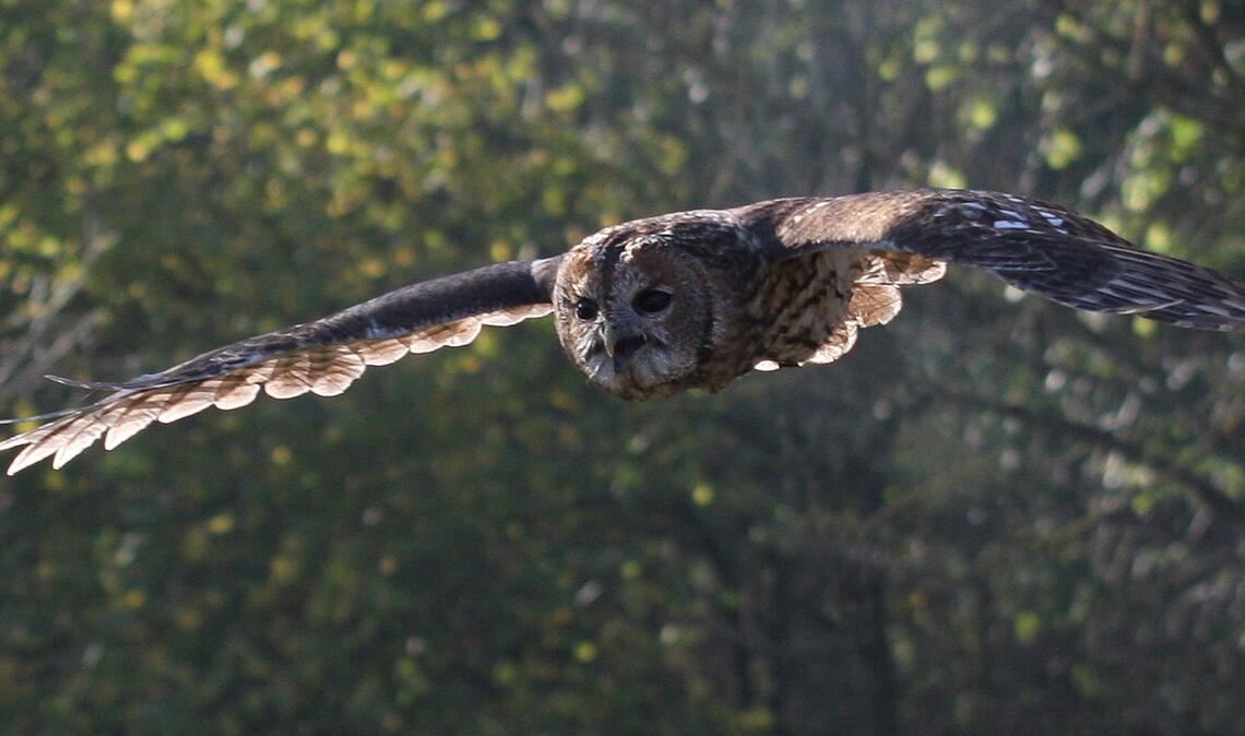 Kein Gruselfilm kommt ohne das Schuhuu des Waldkauzes aus.