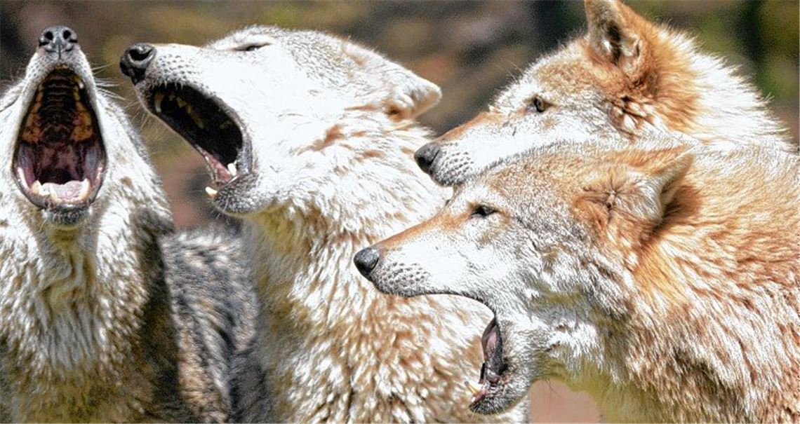 „Bitte kein Selfie mit Wolf versuchen“