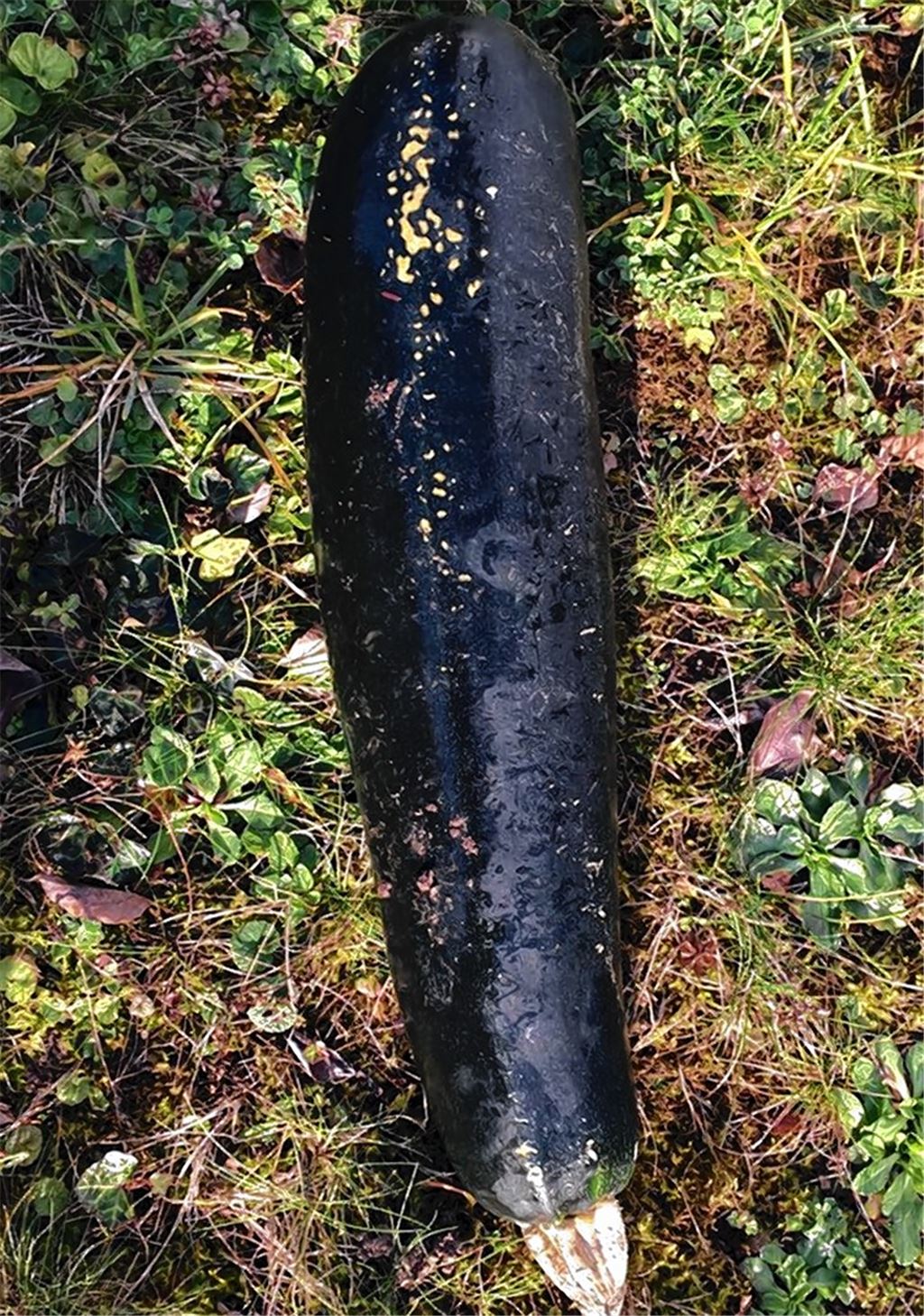 Schmackhafte „Bombe“ sorgt für Polizeieinsatz