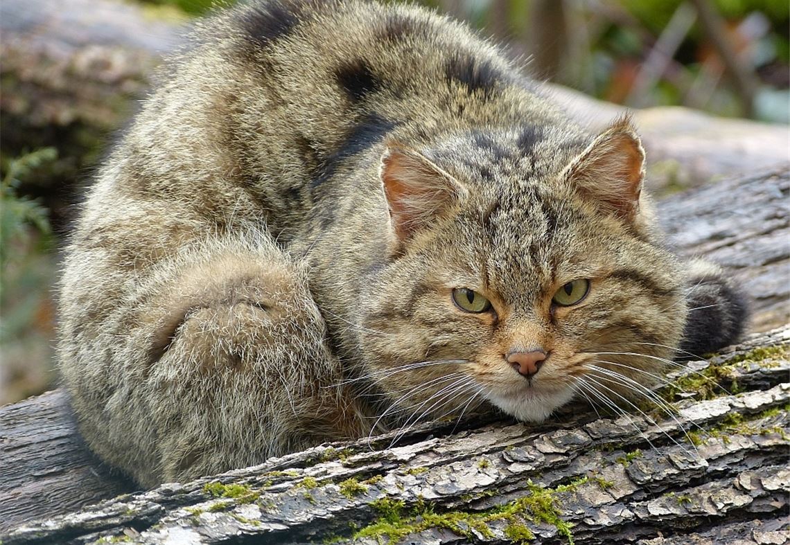 Kein Stubentiger, sondern eine Wildkatze. Foto: Naturpark Stromberg-Heuchelberg