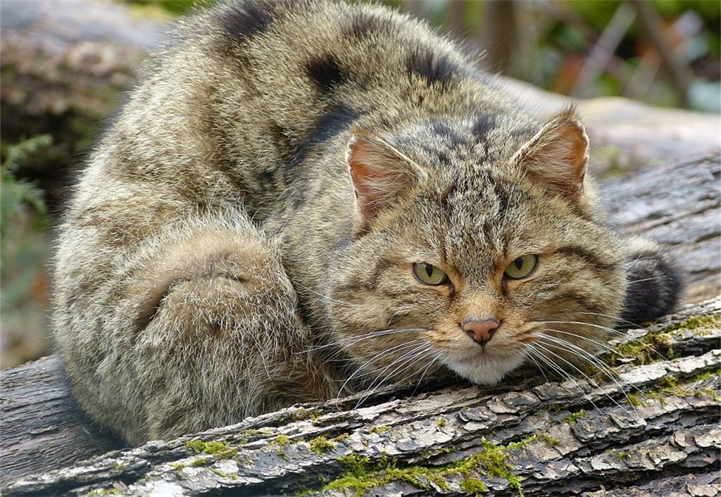 Kein Stubentiger, sondern eine Wildkatze. Foto: Naturpark Stromberg-Heuchelberg