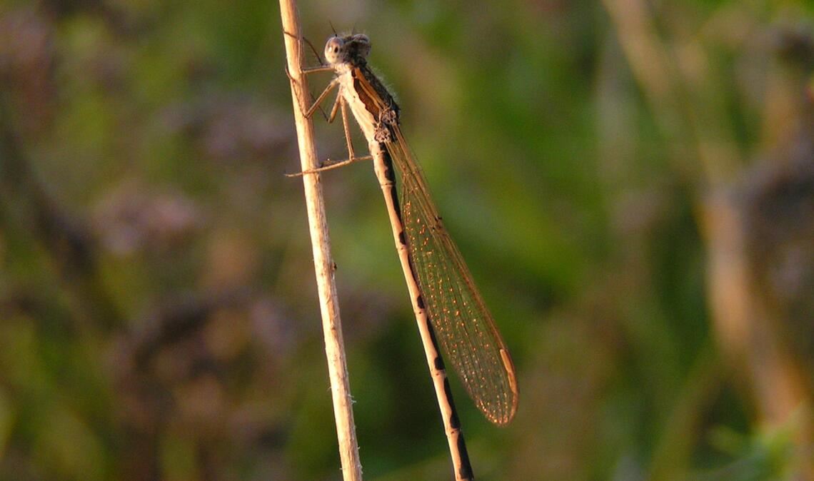 Kein ausgesprochener Hingucker, aber ein sehr spannendes Tier: die „Gemeine Winterlibelle“ übersteht den Frost. Foto: Lechner