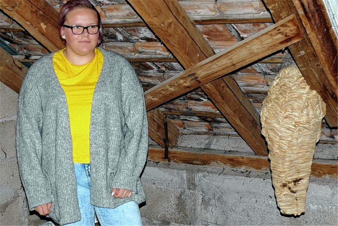 Hornissennest auf Dachboden entdeckt