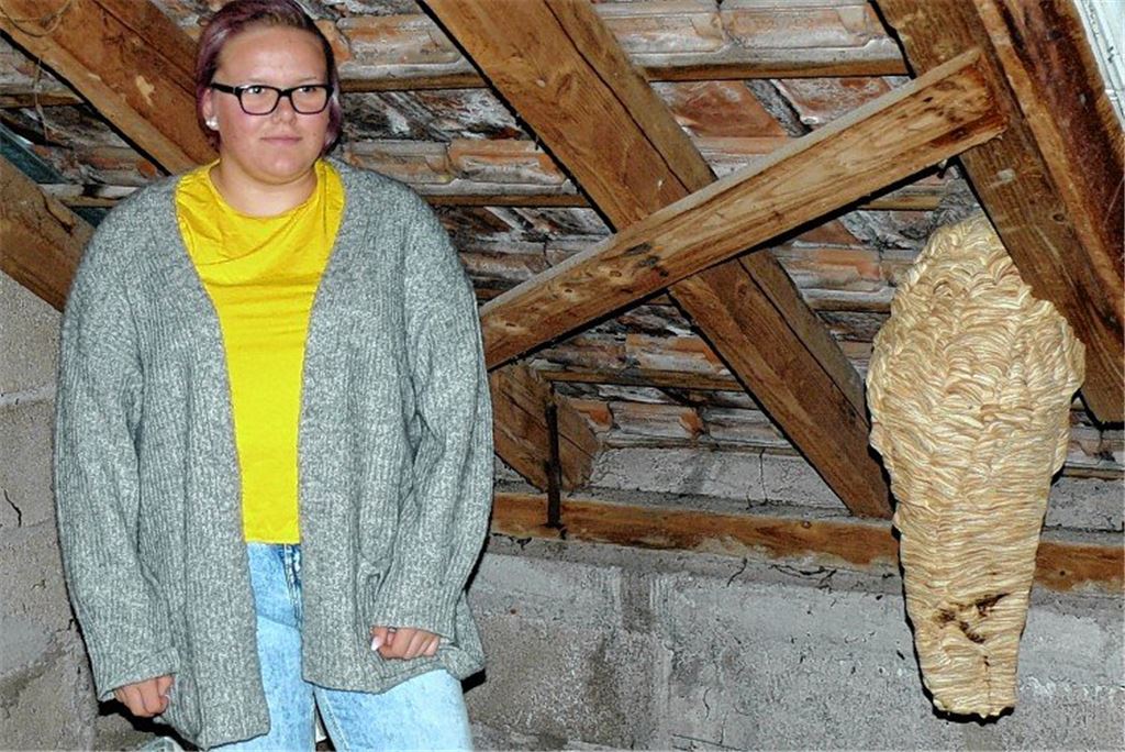 Hornissennest auf Dachboden entdeckt