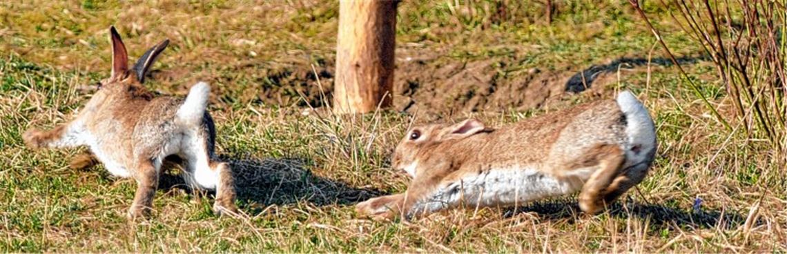 Keine Zeit für Blumen und Geschenke: Der Rammler verfolgt die Häsin.