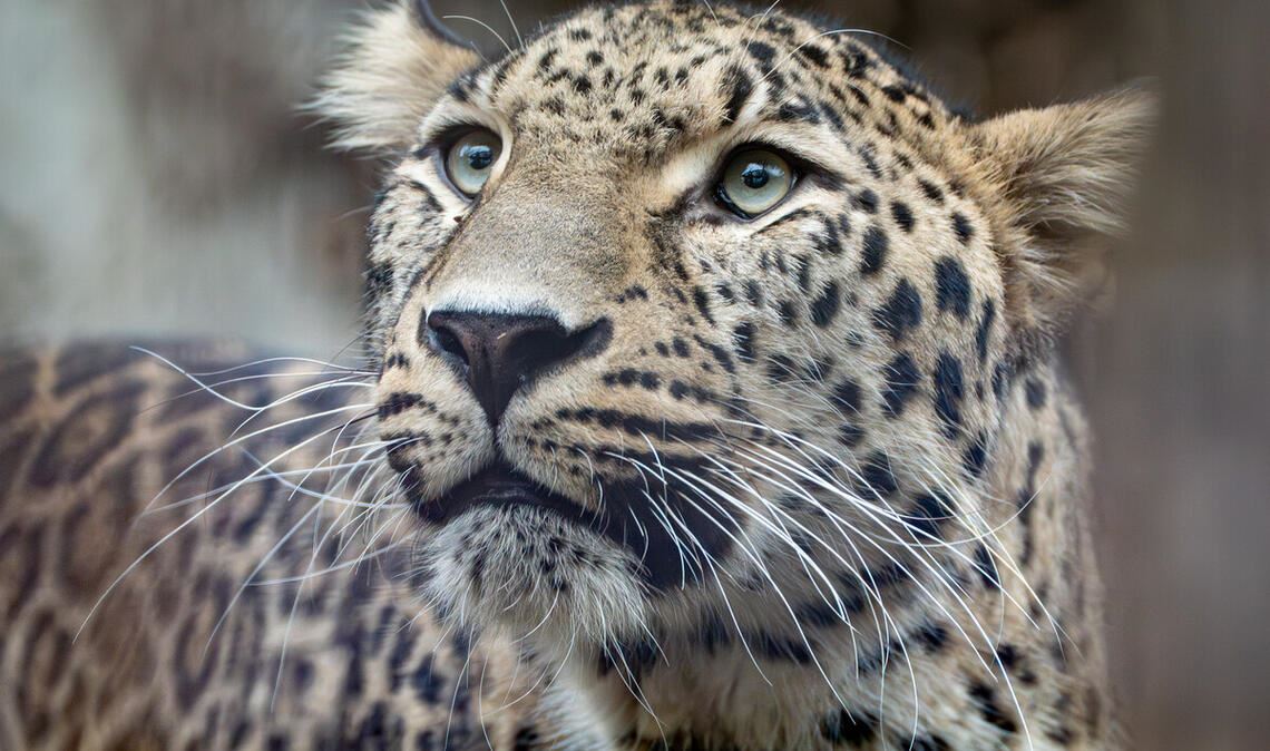 Khal ist eingezogen.