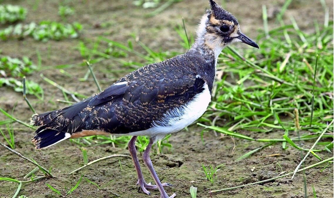 Kiebitz (Vanellus vanellus).