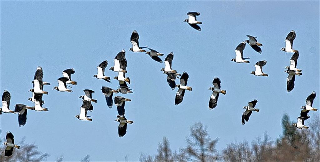Kiebitzschwarm bei Oberderdingen.