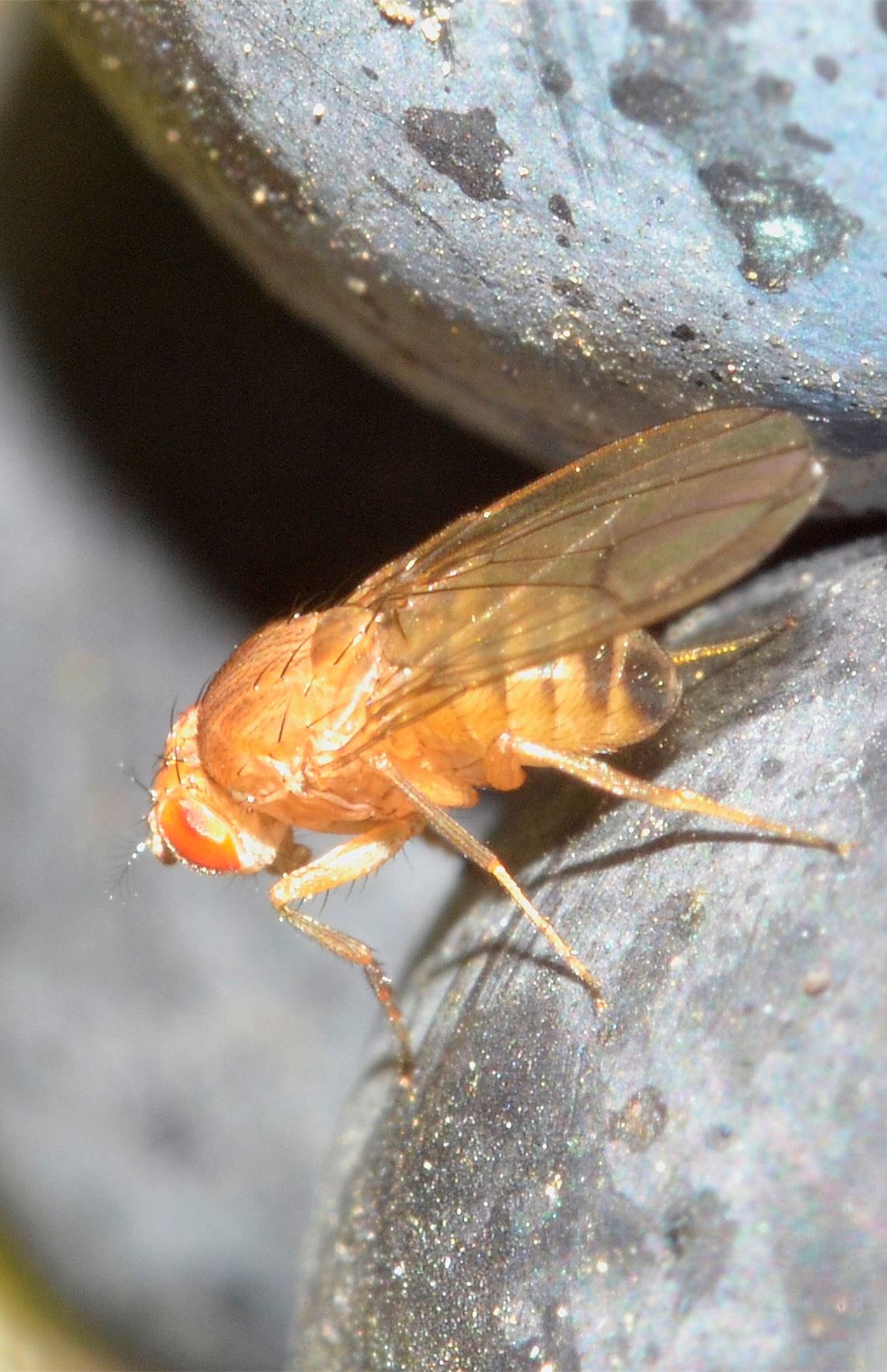 Kirschessigfliege. Fotos: Lechner