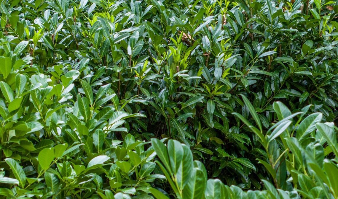 Kirschlorbeer ist wie Hortensien und Forsythien ökologisch nahezu wertlos. (Archivbild)