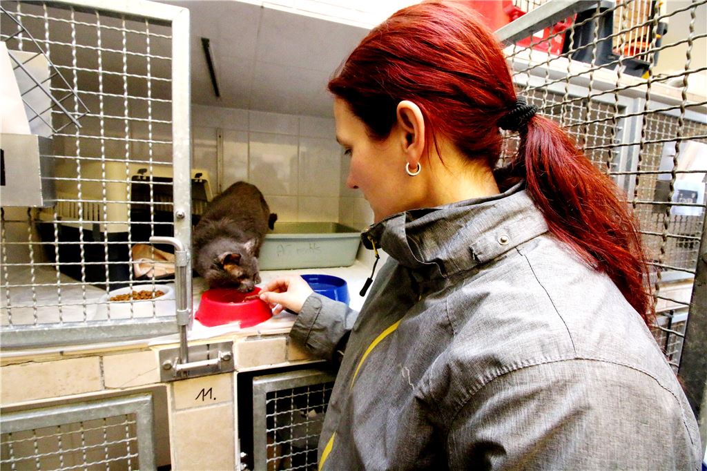 910_0008_187461_rw_Katze_Tierheim_gerettet_Messi_Wohnung