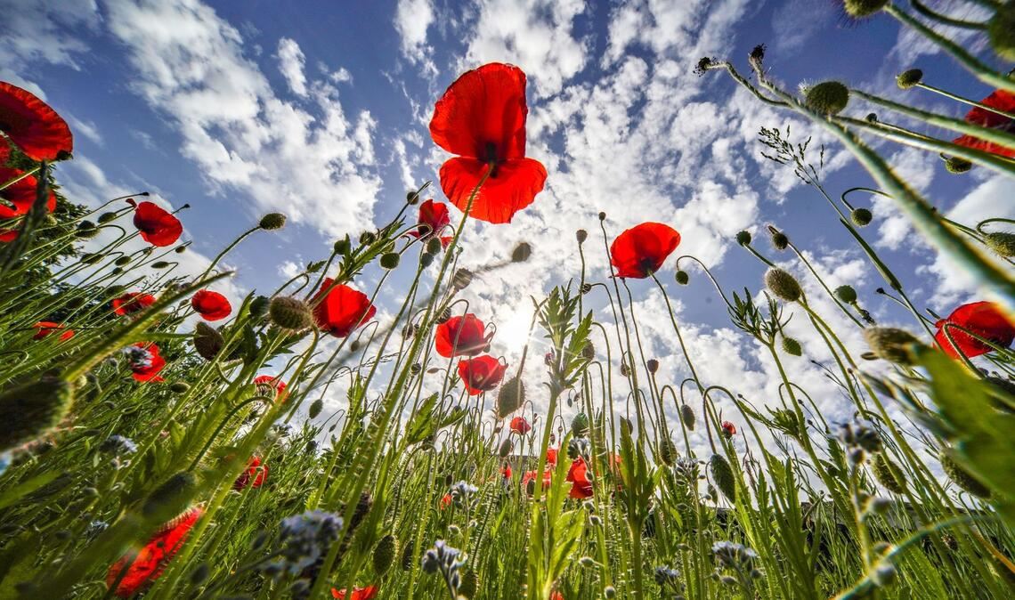 Klatschmohn blüht am Rande des Kurparks von Bad Nauheim vor einem blauen Himmel.