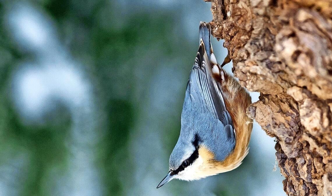 Kleiber (Sitta europaea).