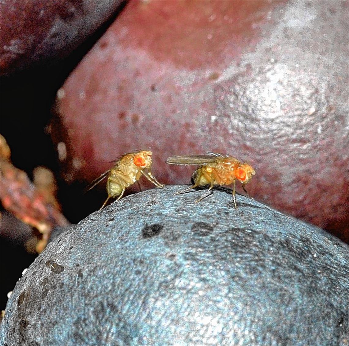 Klein, aber als Schädling brandgefährlich: Kirschessigfliegen auf Weintrauben.