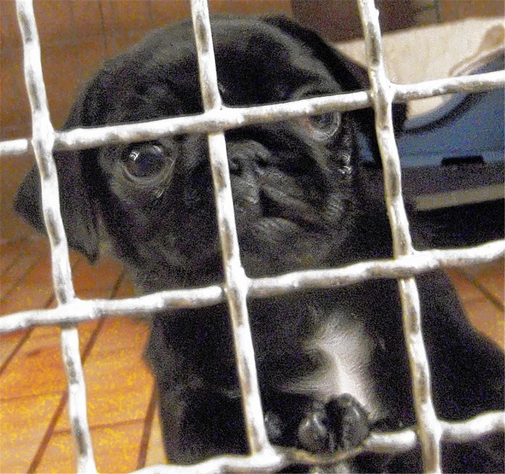 Klein, süß – und eingesperrt: Dieser Mopswelpe muss in Quarantäne bleiben, bis sichergestellt ist, dass von ihm keine Gesundheitsgefahr für Mensch und Tier ausgeht. Foto: privat