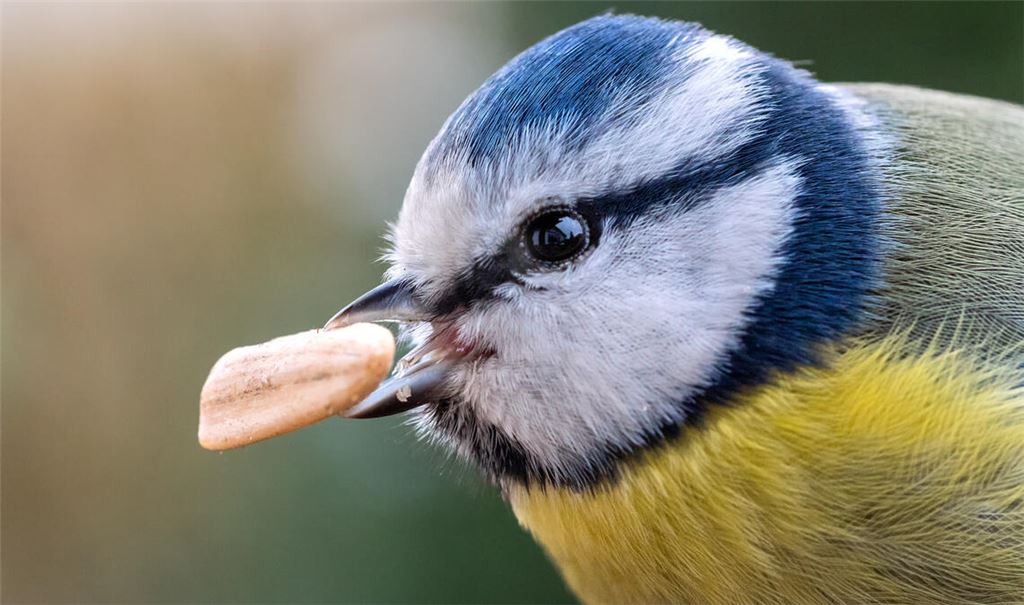 Kleine Blaumeise hat großen Appetit. Foto: Archiv/Horst Lachstädter