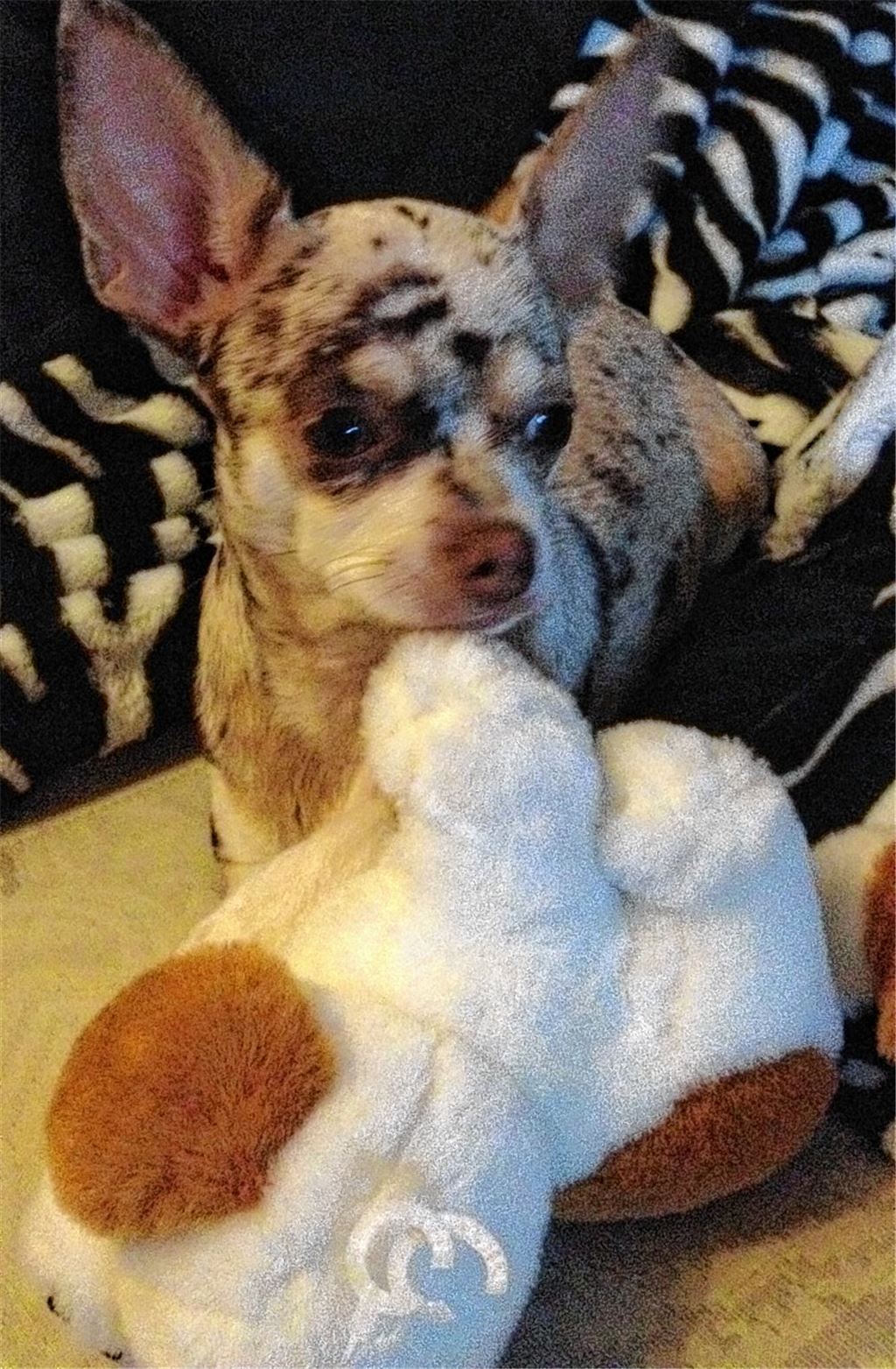 Kleiner Chihuahua mit großen gesundheitlichen Problemen.