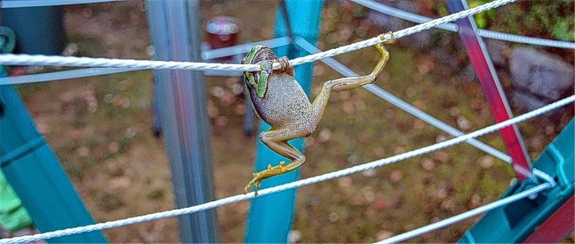 Foto des Jahres: Kleiner Frosch klettert bis auf den Spitzenplatz Kleiner Frosch klettert bis auf den Spitzenplatz