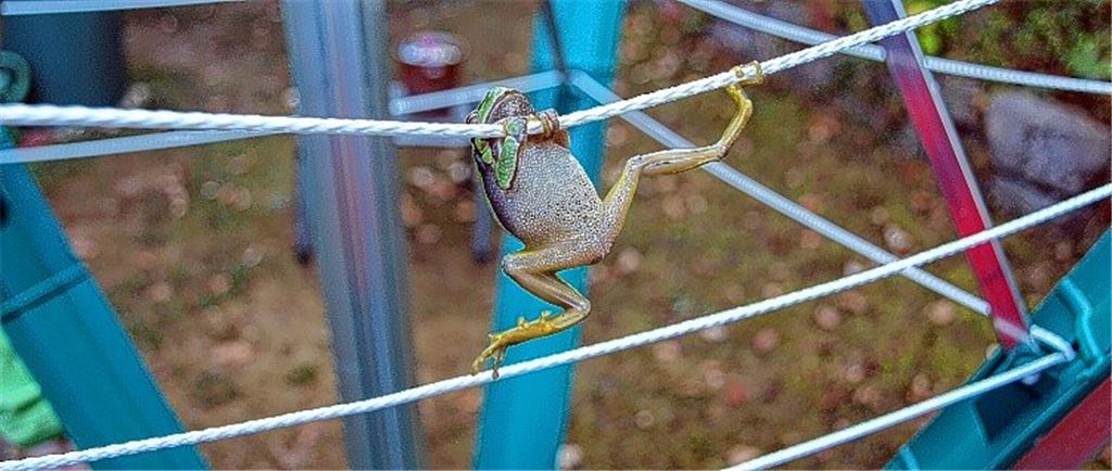 Kleiner Frosch klettert bis auf den Spitzenplatz