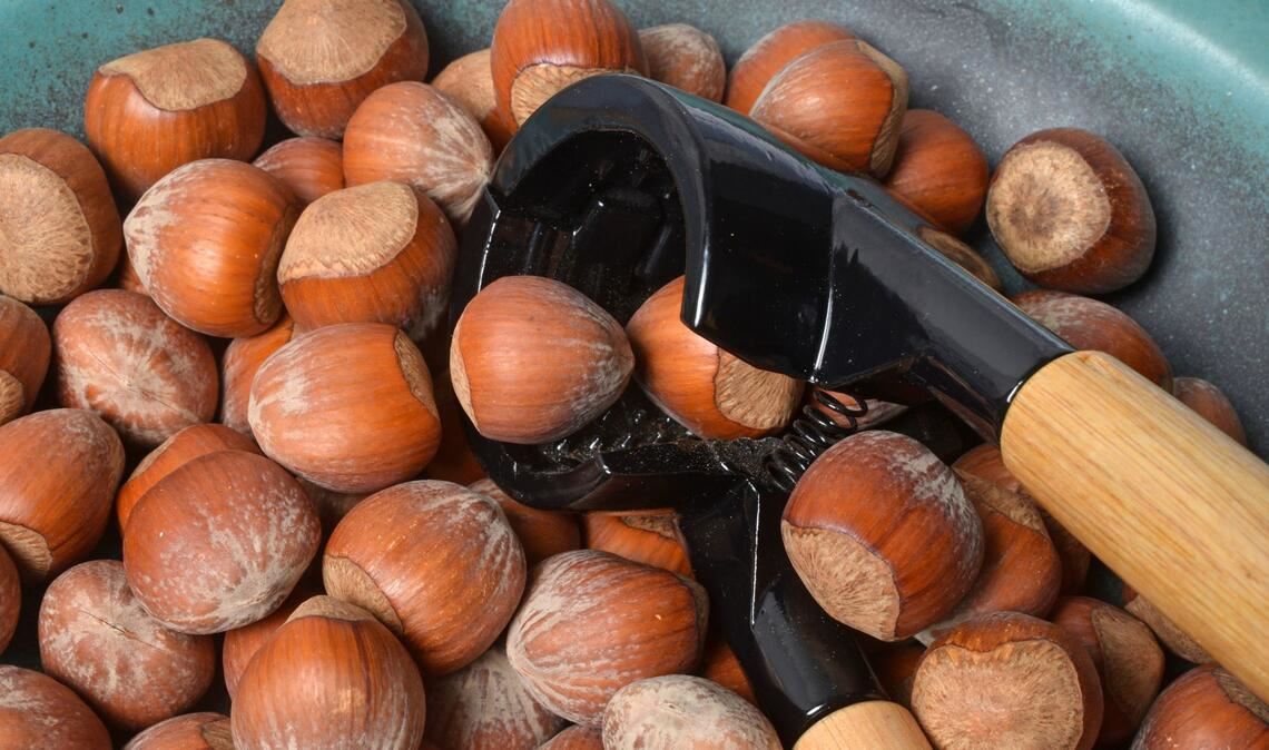 Klimawandel und Wanzenbefall sorgen für eine schlechte Haselnussernte. (Symbolbild).