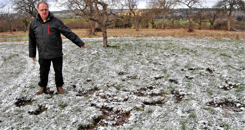 Wildschweine sorgen für Streitfall