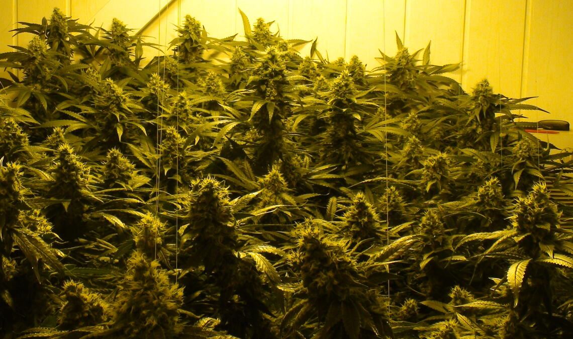 Knittlinger Gemeinderat sagt Nein zu Cannabis-Anbau in einer Halle „Im Gröner“. Symbolfoto: Archiv