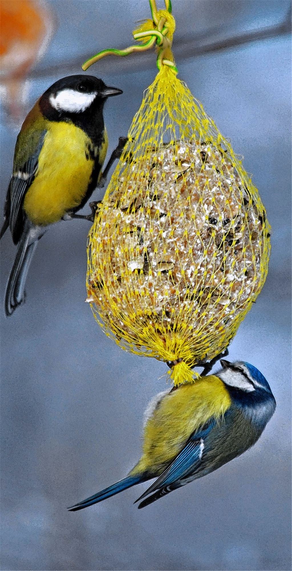 Kohl- und Blaumeise.