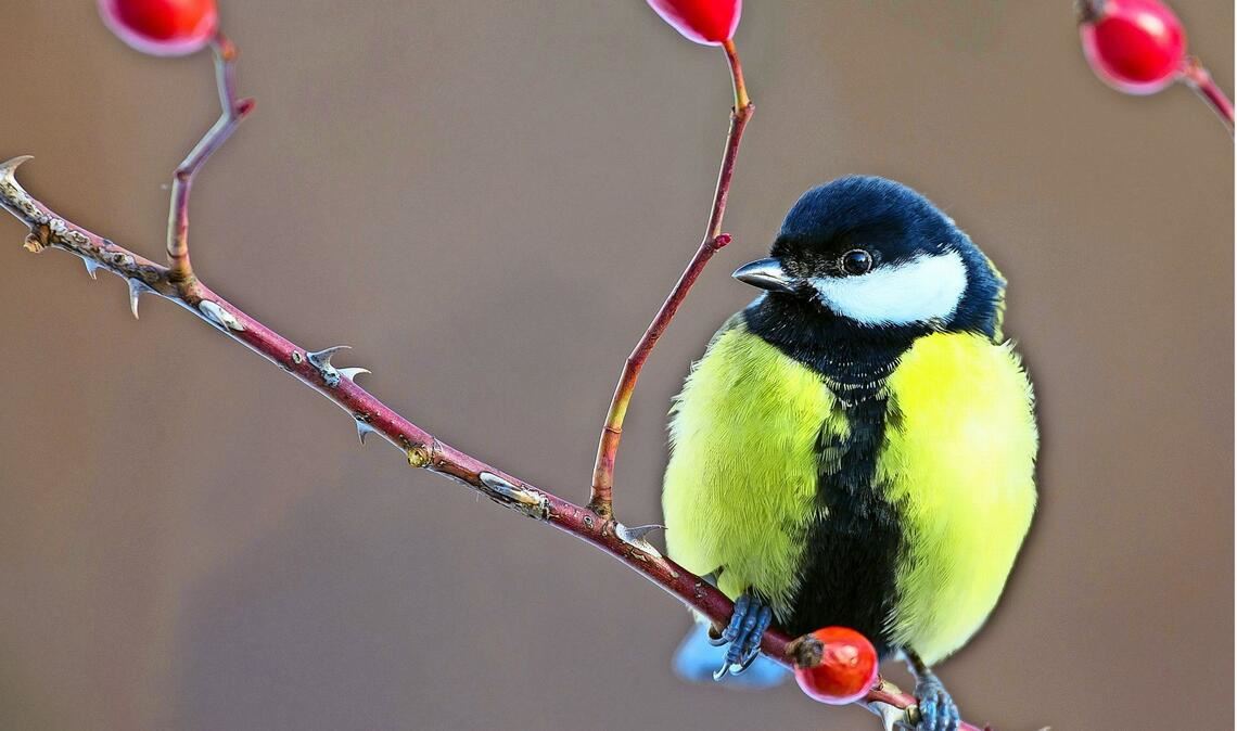 Kohlmeise (Parus major).