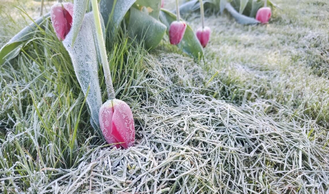Kommt nochmal Frost?