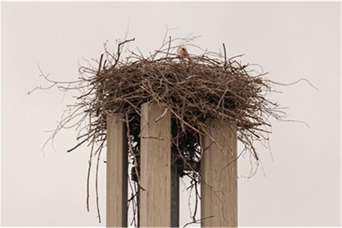 Konzentrierter Blick: Hier im Storchennest auf dem Bauhofgelände in Dürrmenz gilt es, den Nachwuchs in spe warmzuhalten. Fotos: Fotomoment, Archiv
