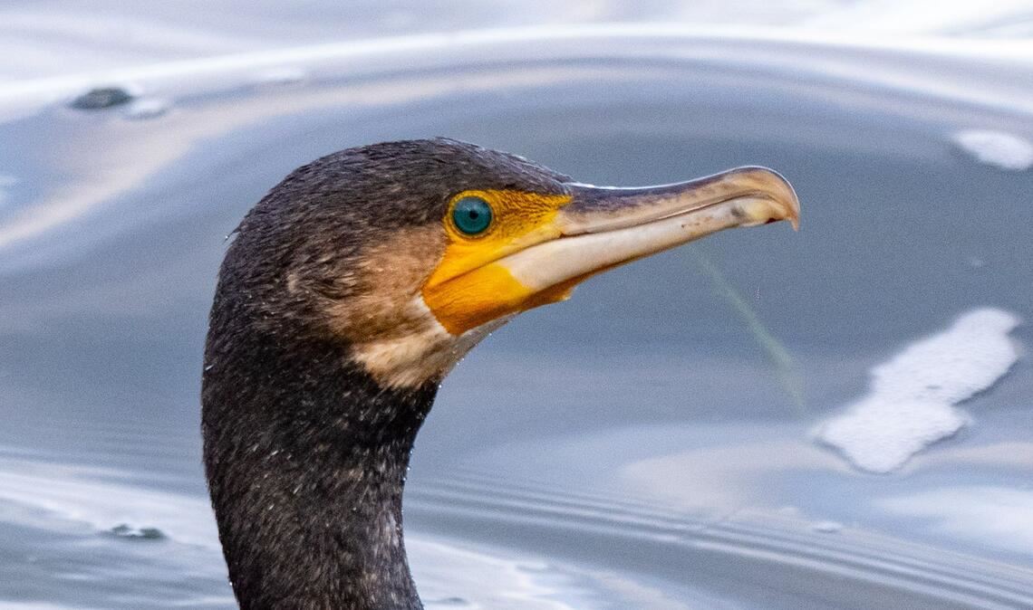 Kormorane sind eigentlich menschenscheu. (Symbolbild)