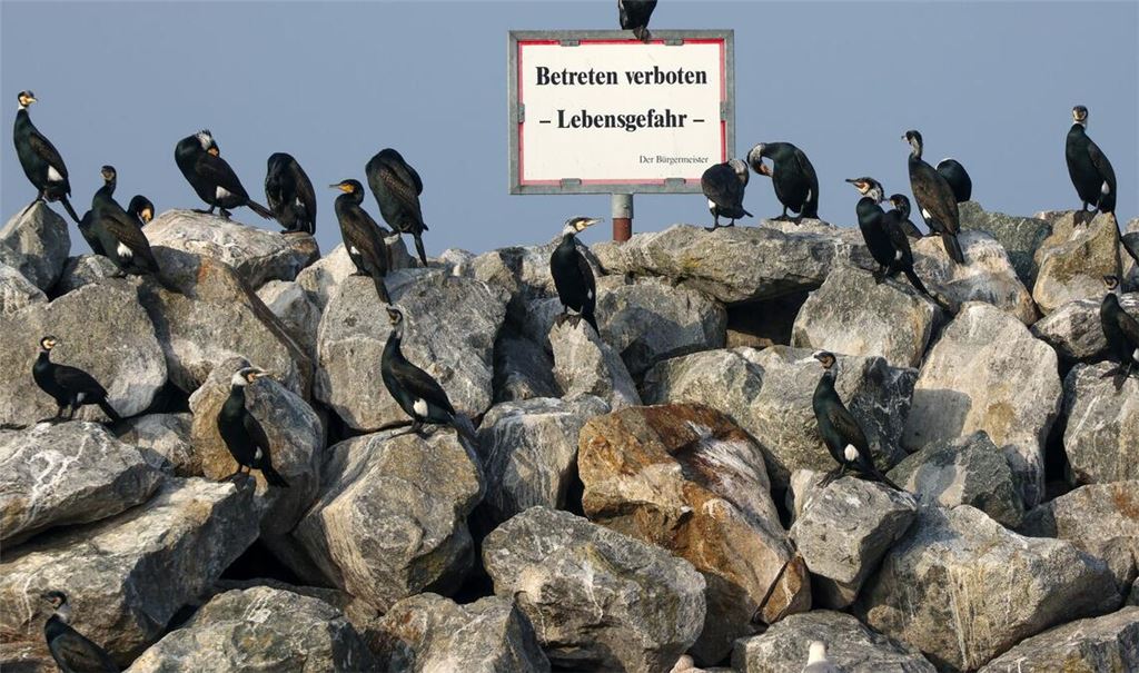 Kormorane stehen auf Steinen im Hafen von Barth am Bodden in Mecklenburg-Vorpommern.