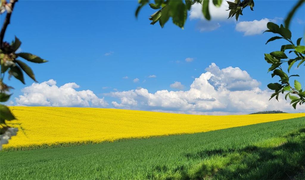 Kräftige Farben. Foto: Wolfgang Kroh