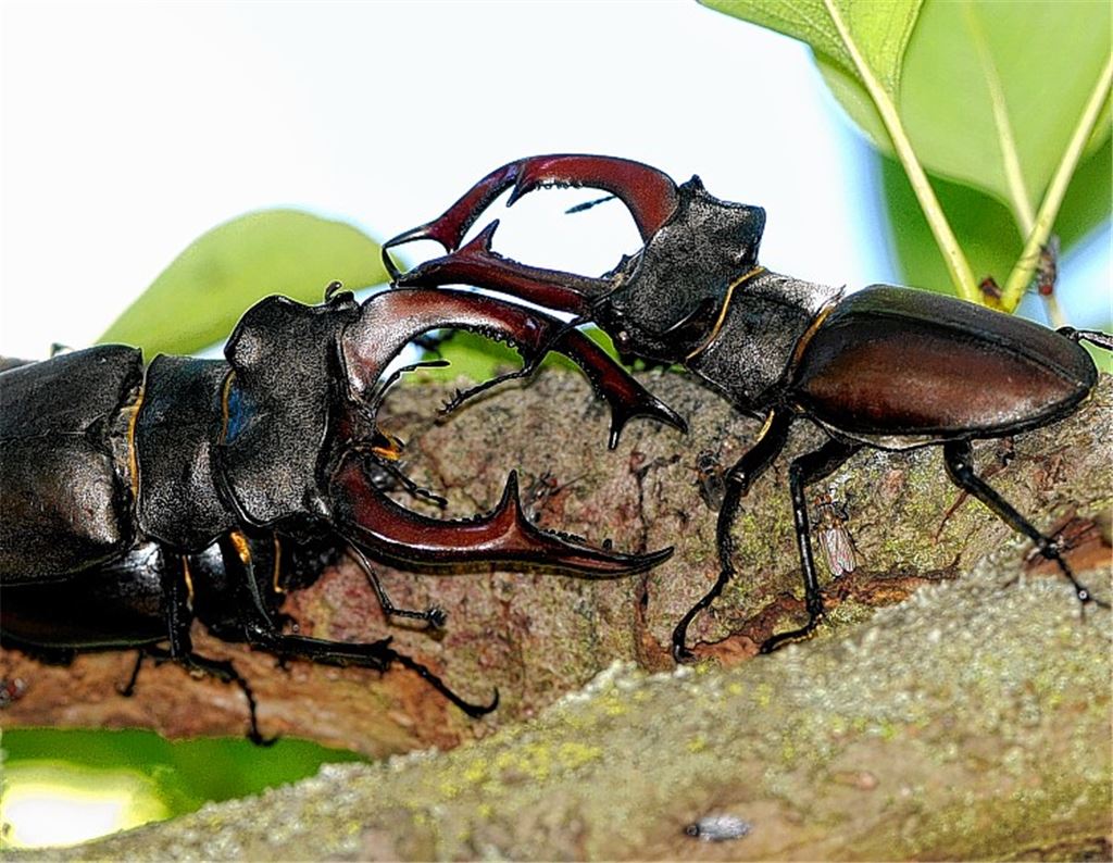 Kraftprobe: Nur im Notfall dient das imposante Geweih einem Schlagabtausch.