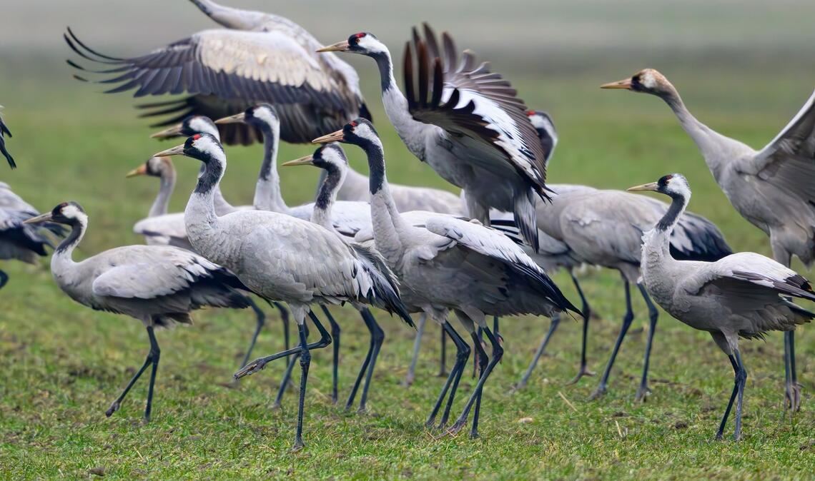 Kraniche stehen Anfang Februar auf einem Feld in Brandenburg